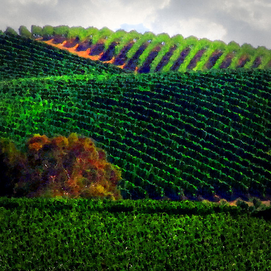 Napa Valley Vineyards 1 Photograph by Timothy Bulone