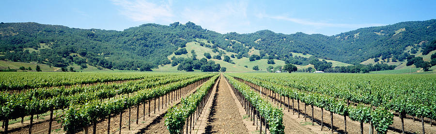 Spring Photograph - Napa Valley Vineyards Hopland, Ca by Panoramic Images