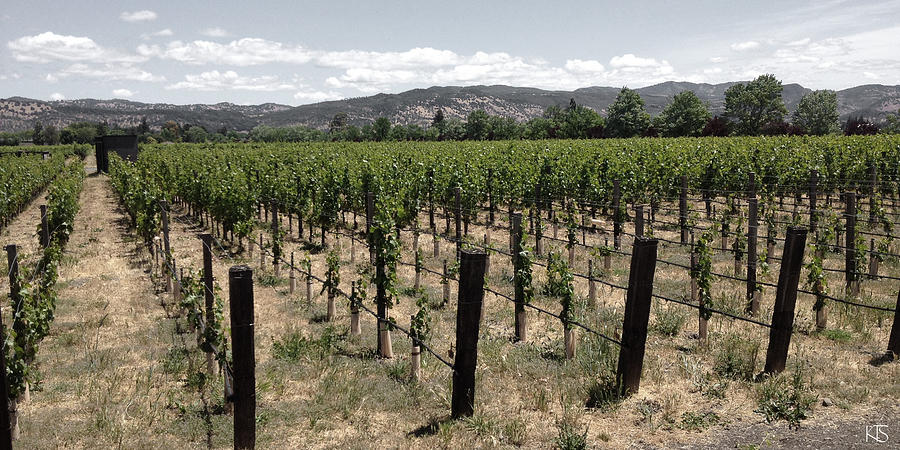 Napa Valley Vineyards Photograph by Kyle Slavin | Fine Art America