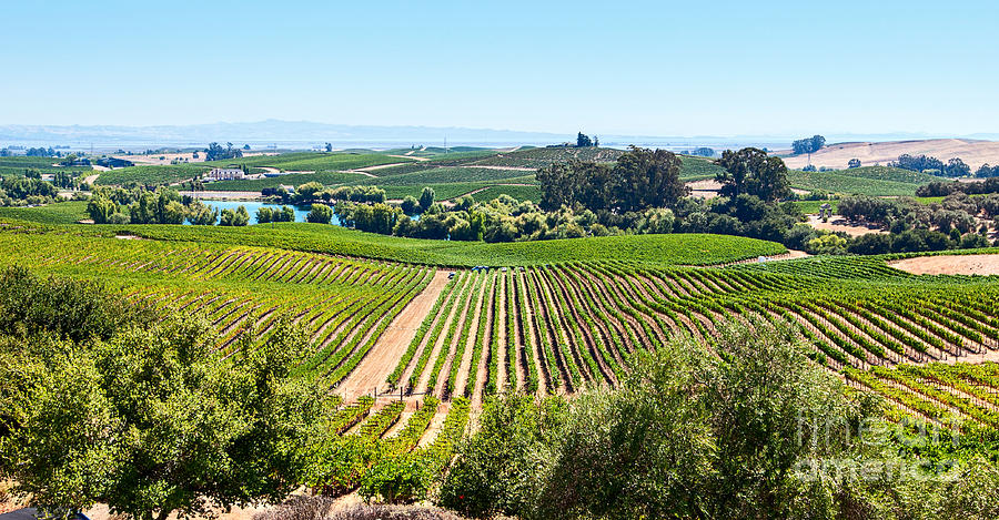 Napa Valley - Wine Vineyards in Napa Valley California. Photograph by ...