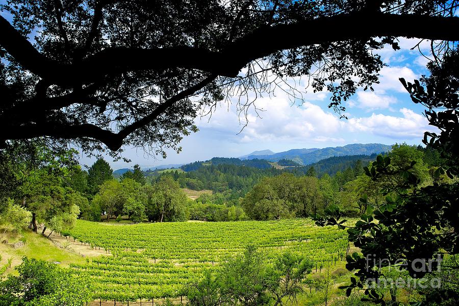 Napa Valley Winery California Photograph by Mel Ashar