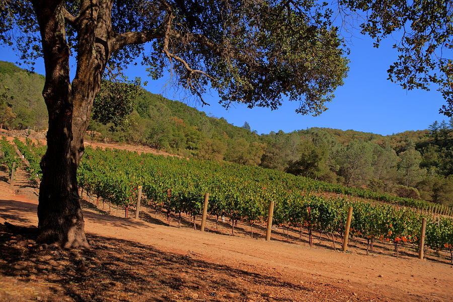 Napa vineyard Photograph by Cliff Wassmann