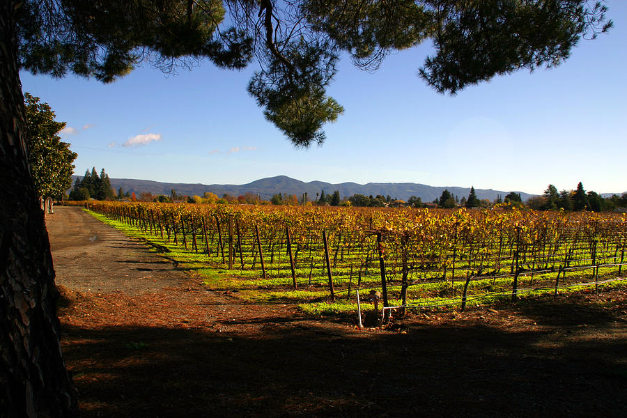 Napa Vineyard Photograph by Joseph Schofield Fine Art America