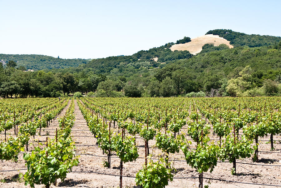 Napa Vineyard with Hills Photograph by Shane Kelly