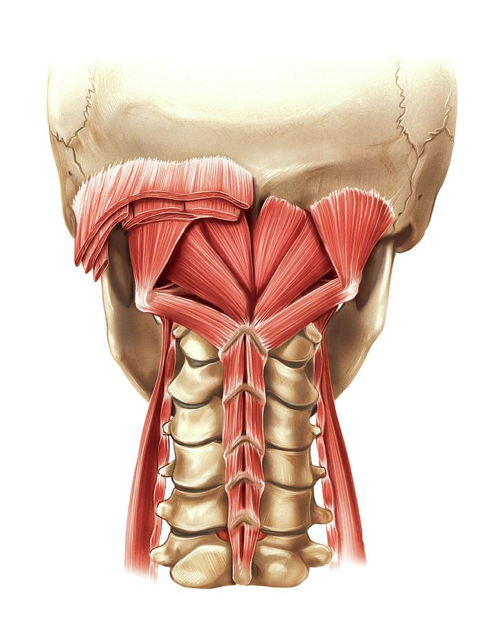 Anatomy Photograph - Nape Muscles by Asklepios Medical Atlas