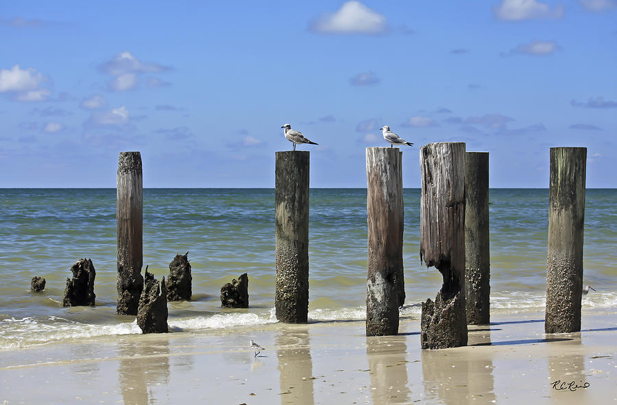 Naples Gulf Beach - Seagulls Peering Photograph by Ronald Reid
