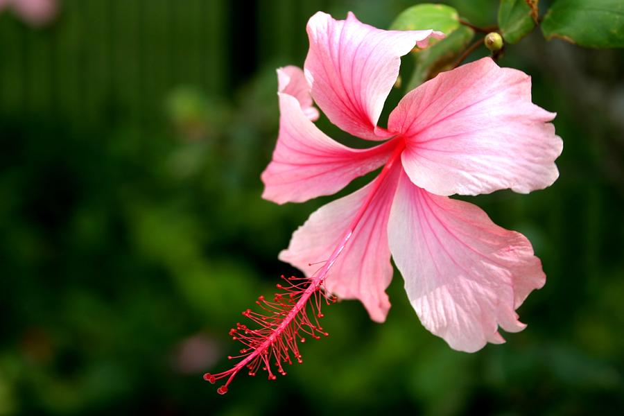 Naples Hibiscus Photograph by Rick Locke - Out of the Corner of My Eye