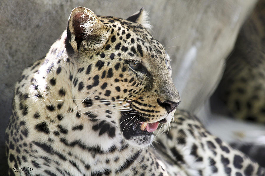 Naples Zoo - Leopard Relaxing 1 Photograph by Ronald Reid