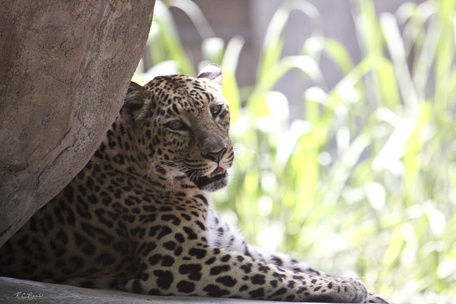 Naples Zoo - Leopard Relaxing 4 Photograph by Ronald Reid