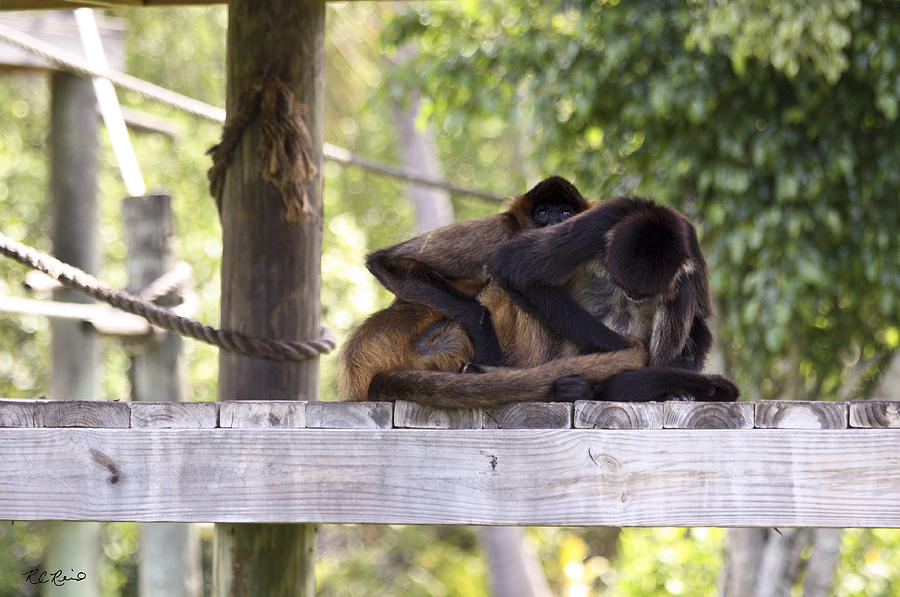 Naples Zoo - Spider Monkeys Playing Photograph by Ronald Reid