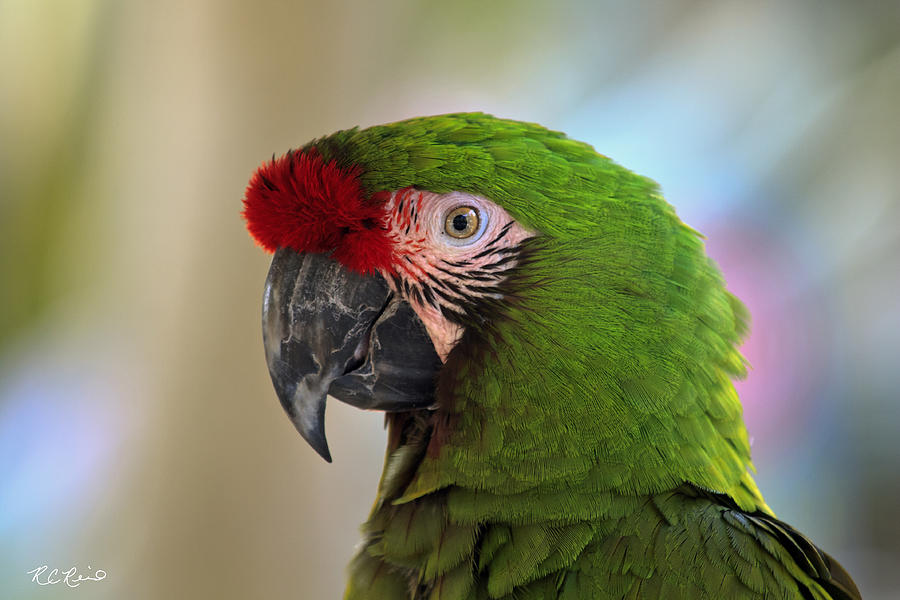 Naples Zoo - Parrot Profile Photograph by Ronald Reid