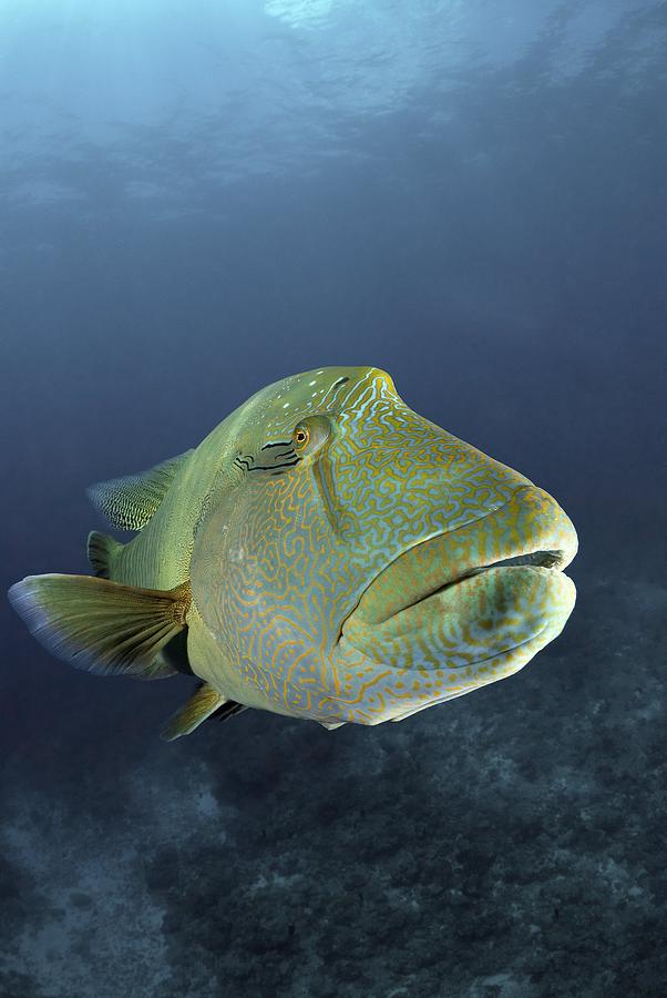 Napoleon wrasse Photograph by Science Photo Library - Fine Art America