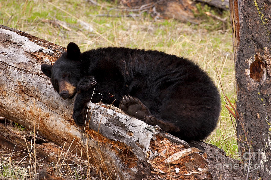 Napping Photograph by Aaron Whittemore