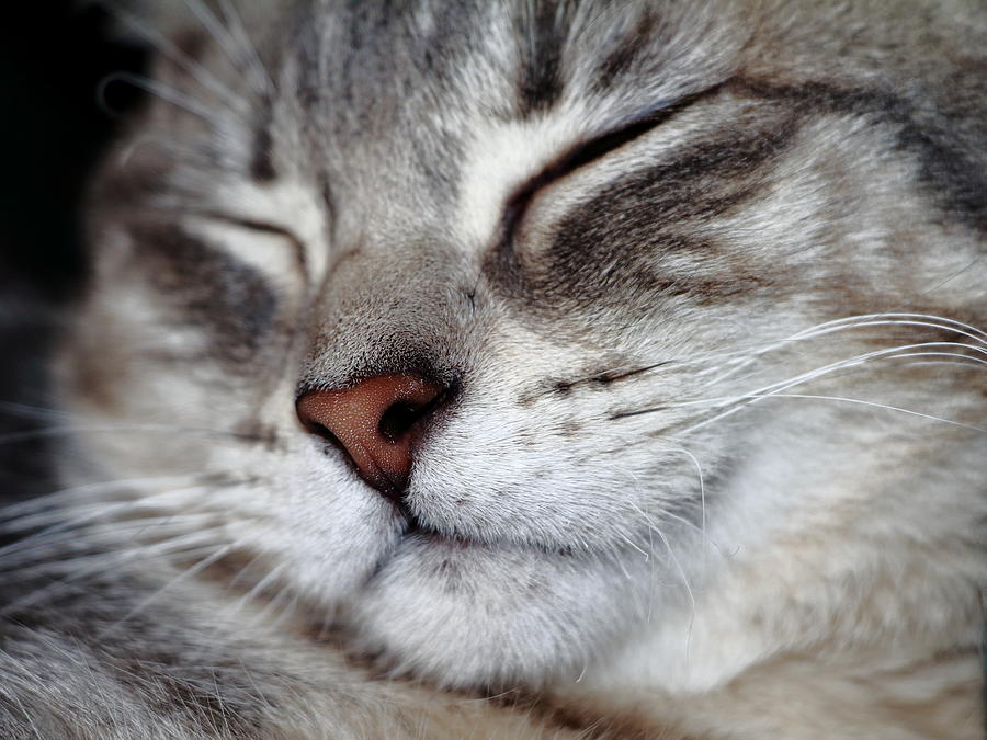 Cat Photograph - Napping by Andrea Kappler