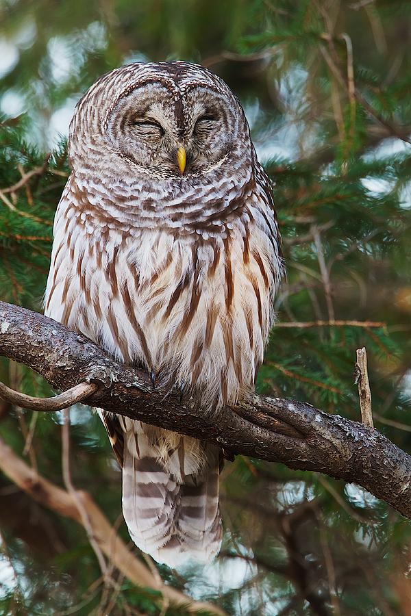 Napping Barred Owl Photograph by Dale J Martin