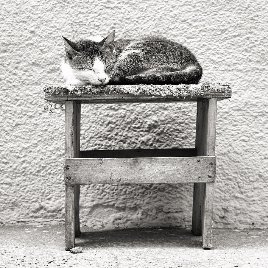 Cat Photograph - Napping Cat In Macedonia by For Ninety One Days
