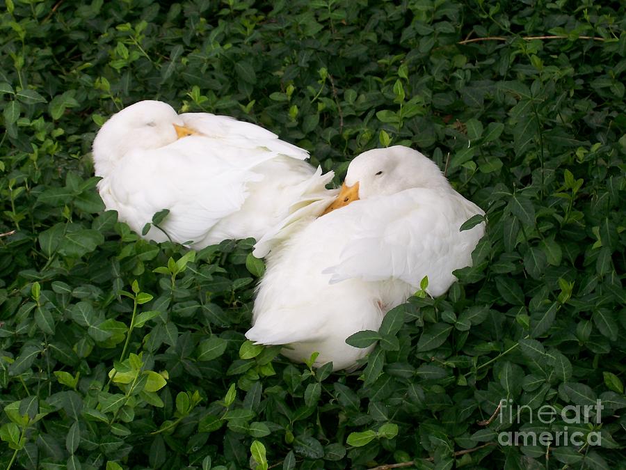 Duck Photograph - Napping Ducks by Laurie Eve Loftin