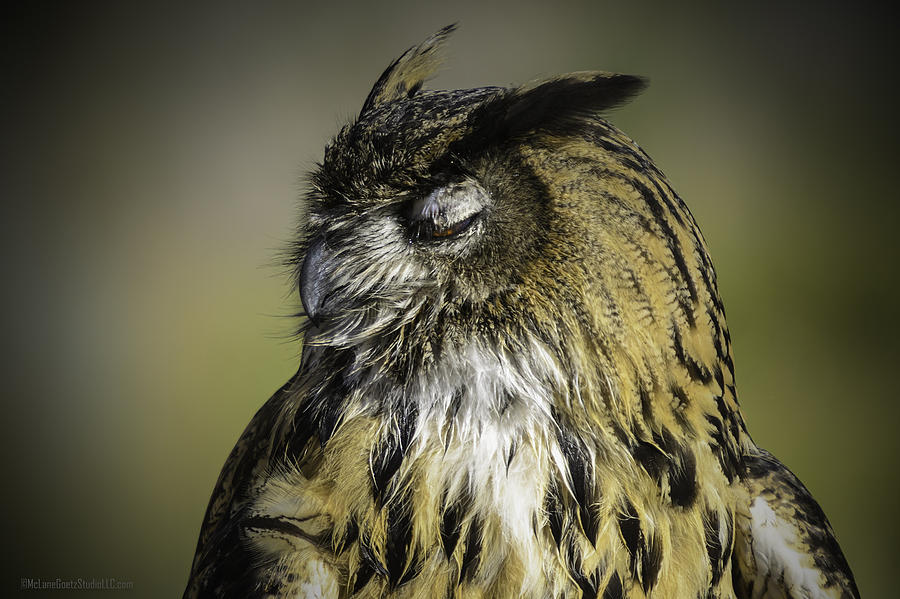 Reno Photograph - Napping Great Horned Owl by LeeAnn McLaneGoetz McLaneGoetzStudioLLCcom