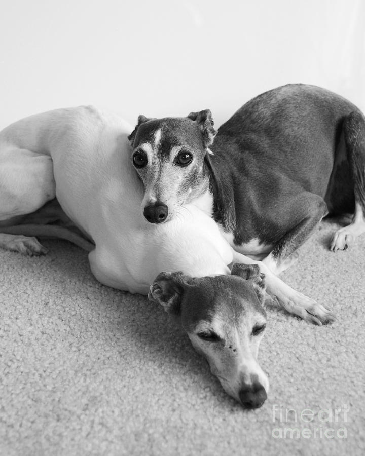 Black And White Photograph - Napping Greyhounds by Kate Sumners