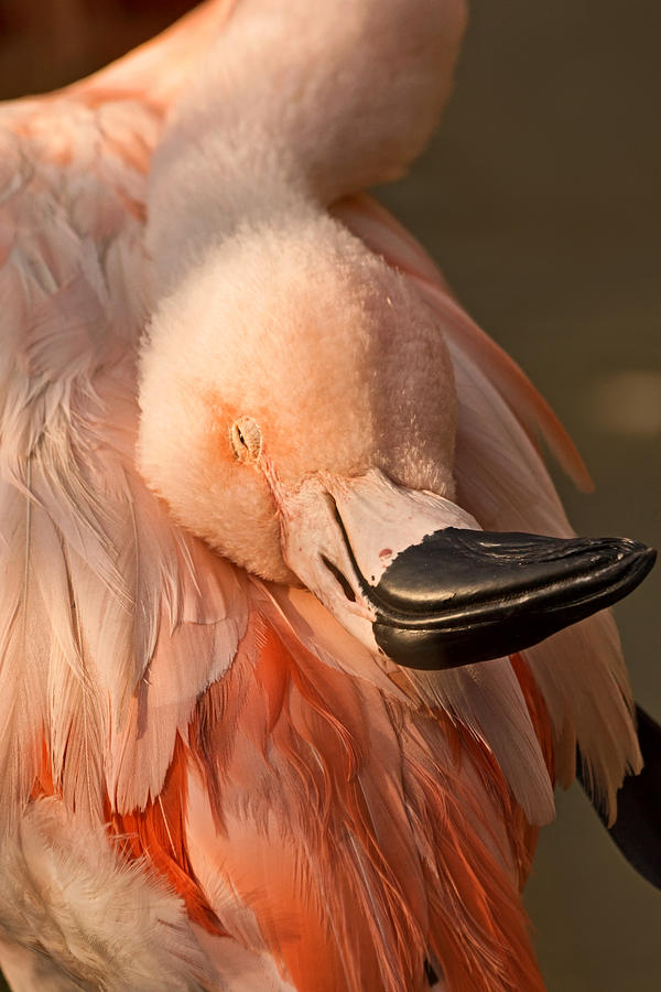Napping on Flamingo Feathers Photograph by Theo OConnor