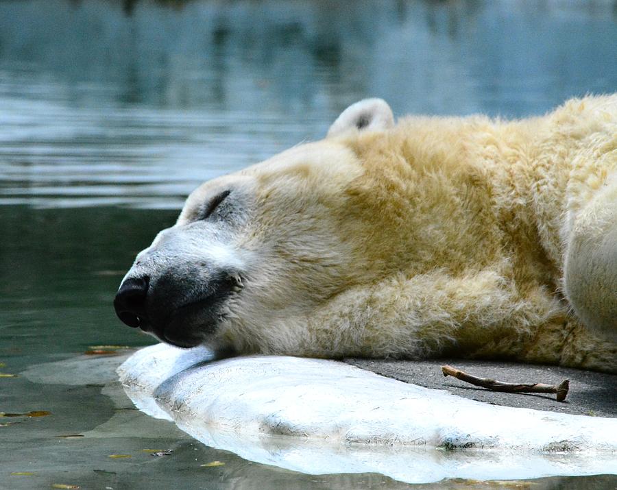 Napping Polar Bear Photograph by Judy Genovese