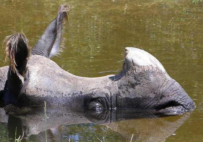 Napping Rhino Photograph by Caryl J Bohn