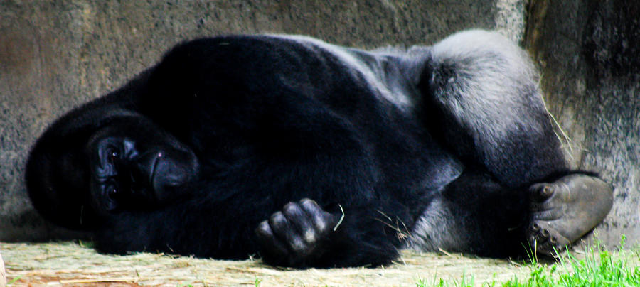 Napping Silverback Photograph by Toma Caul