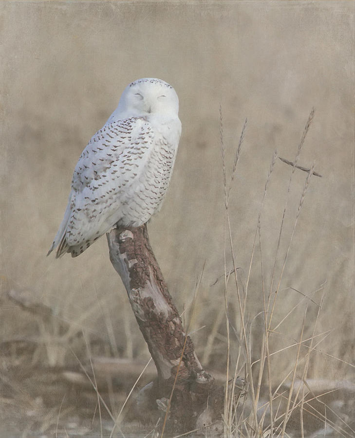 Napping Snowy Owl Photograph by Angie Vogel