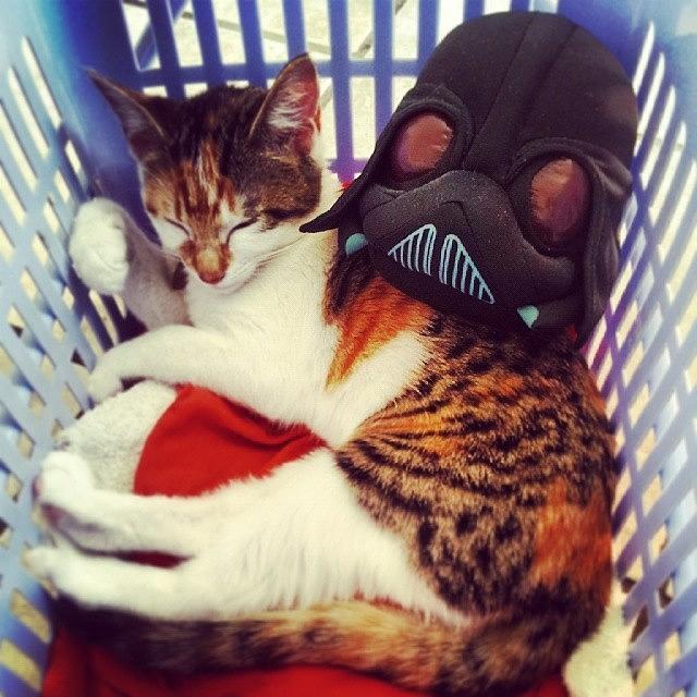 Starwars Photograph - Napping With Darth Bird. #angrybirds by Robyn Addinall