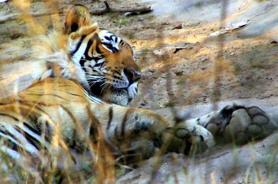 Tiger Photograph - Naptime for a Bengal Tiger by Laurel Talabere