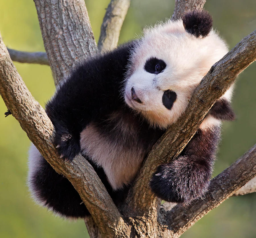 Naptime for Baby Panda Photograph by Jack Nevitt