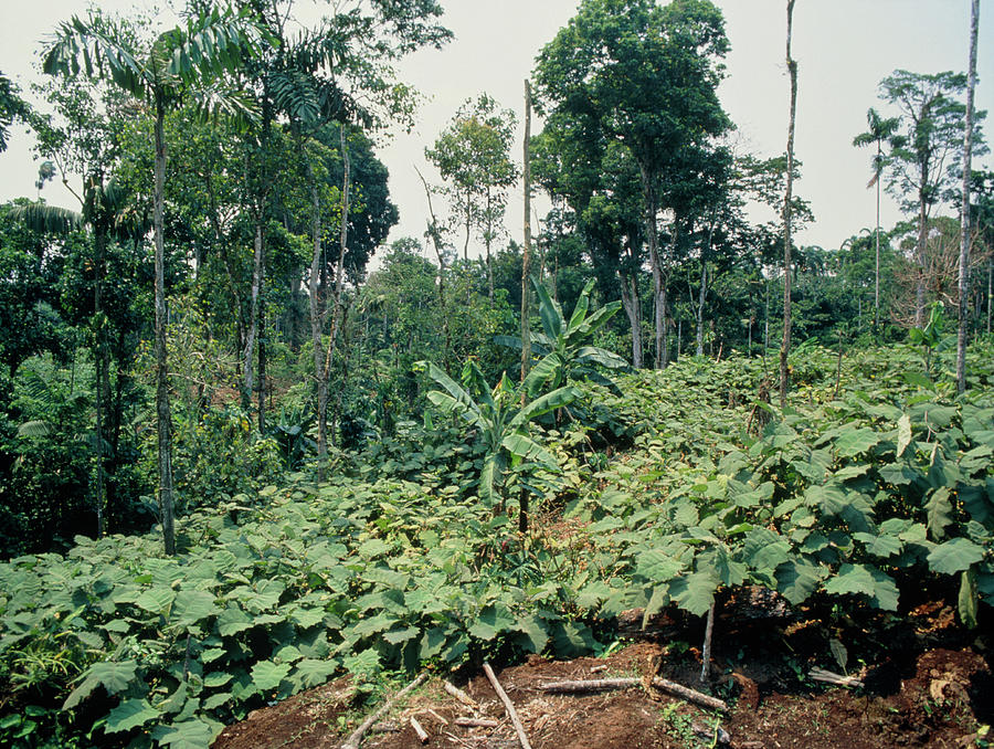 Naranjilla Crop Growing In A Rainforest Clearing Photograph by Dr Morley Read/science Photo Library