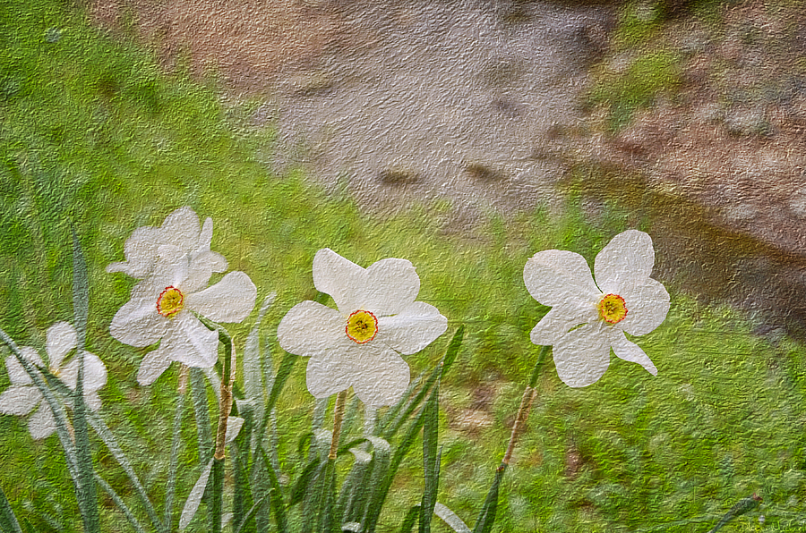 Narcissi Photograph by Steven Michael