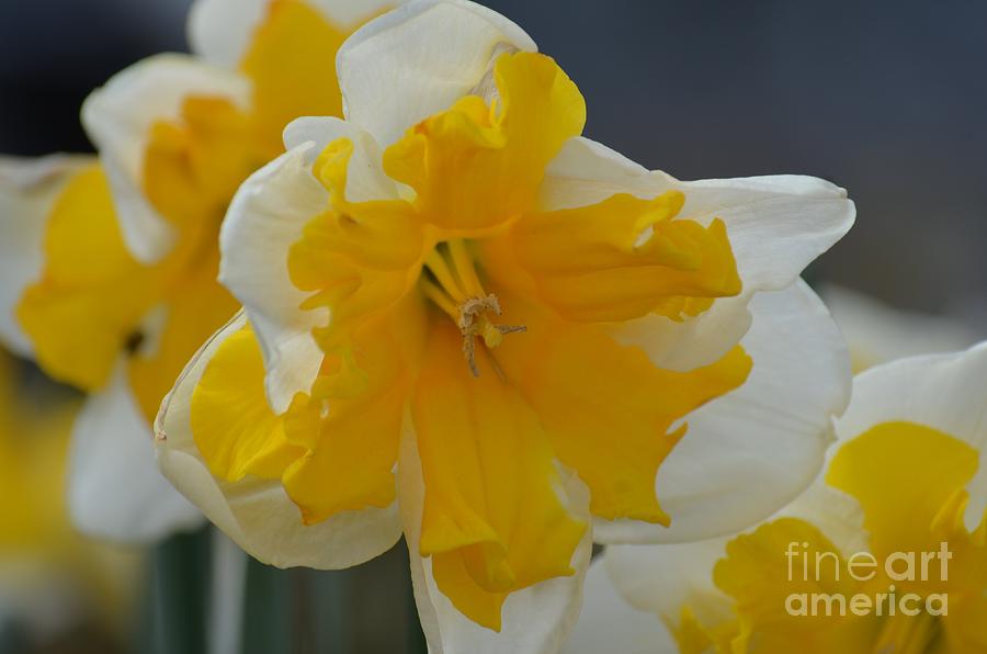 Nature Photograph - Narcissus 014-1 by Maria Urso