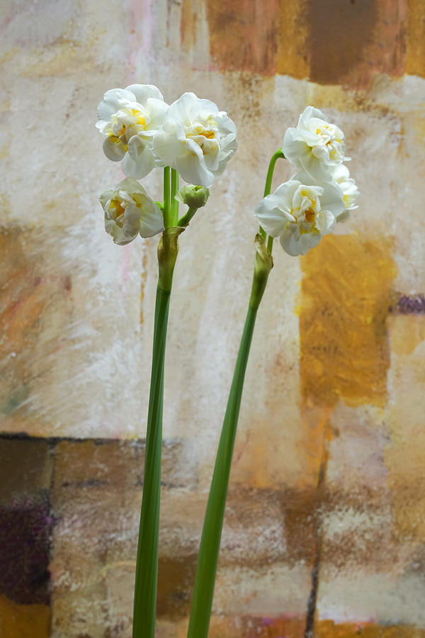 Narcissus and Artwork Photograph by Lutz Baar