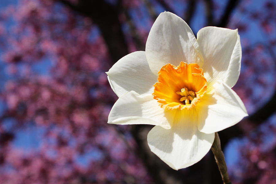 Flower Photograph - Narcissus And Cherry Blossoms by Joseph Skompski