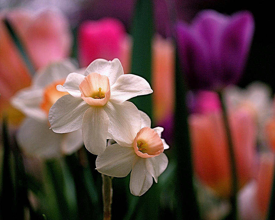 Flower Photograph - Narcissus and Tulips by Rona Black