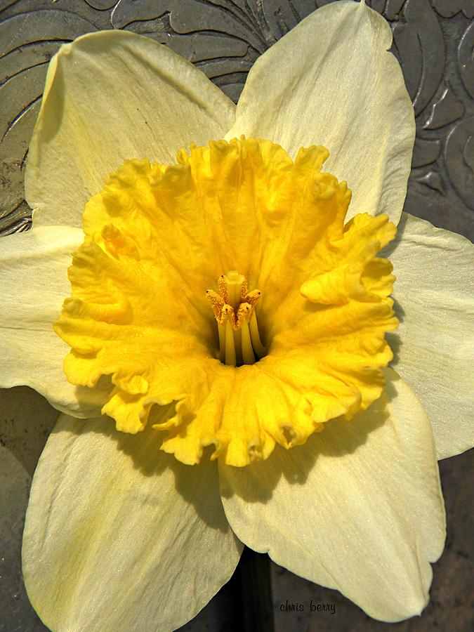 Narcissus Photograph by Chris Berry