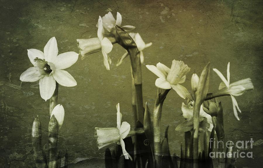 Narcissus Photograph by Clare Bevan