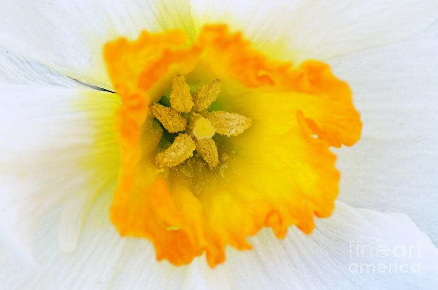 Narcissus Closeup Photograph by Larry Ricker