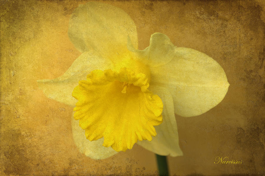 Spring Photograph - Narcissus by David Birchall