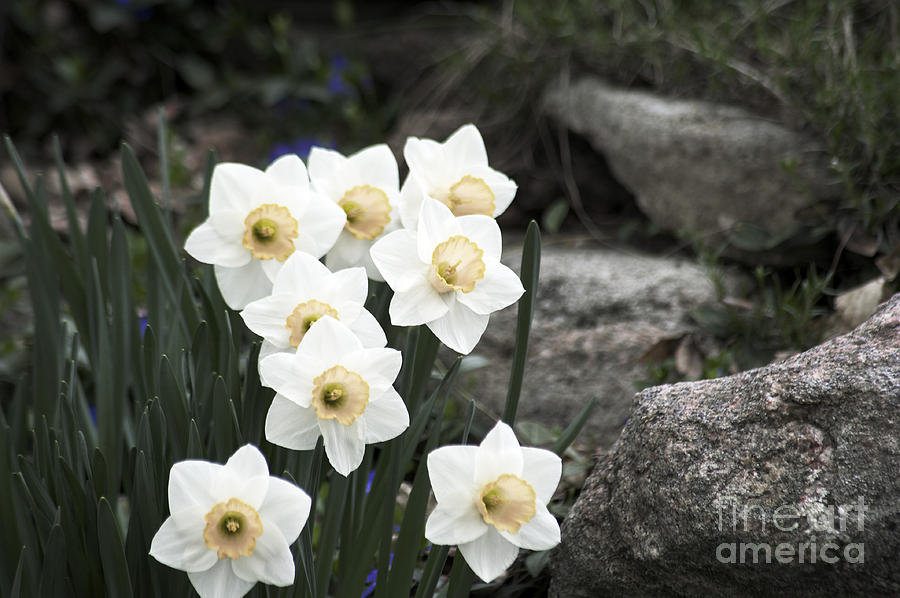 Nature Photograph - Narcissus by Elaine Mikkelstrup