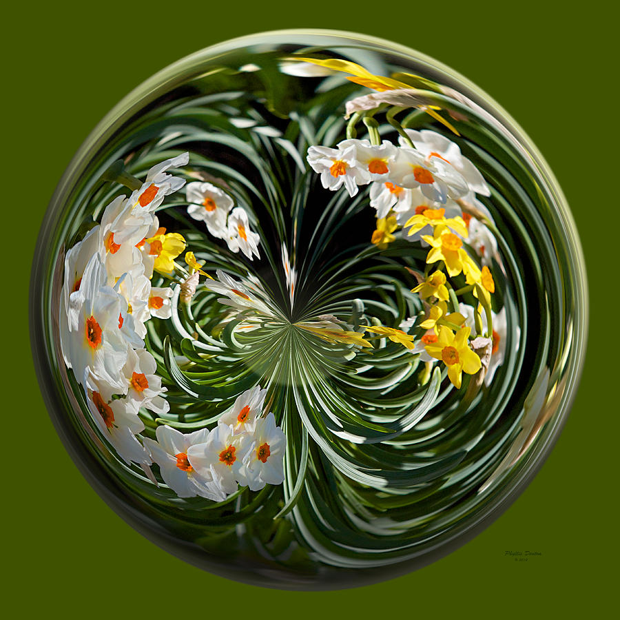 Narcissus Flower Globe Photograph by Phyllis Denton