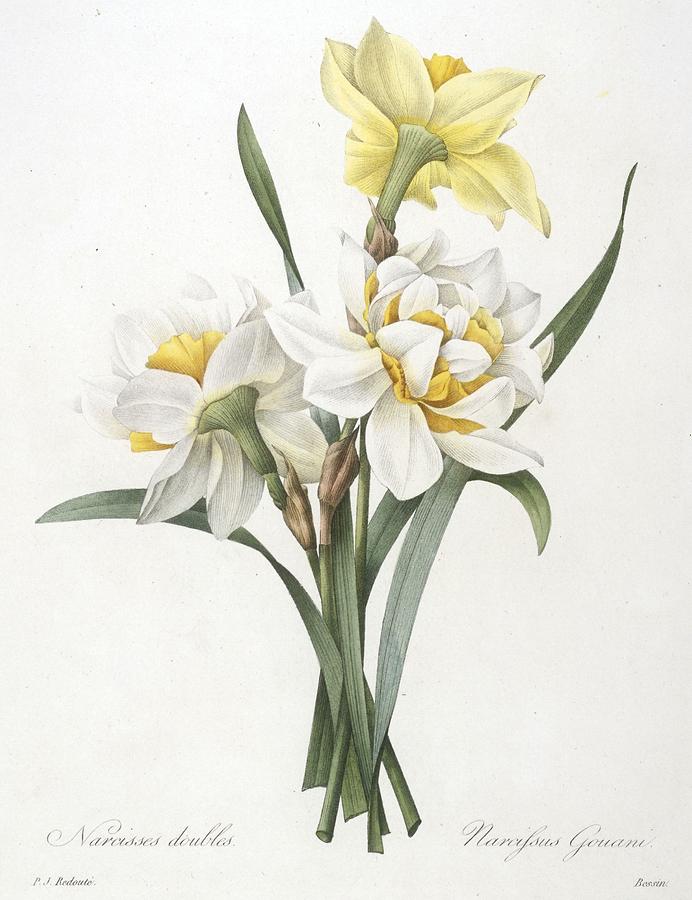 Still Life Painting - Narcissus Gouani Double Daffodil by Pierre Joseph Redoute