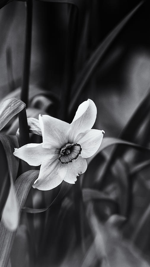Flower Photograph - Narcissus in the Shadows by Sue Capuano