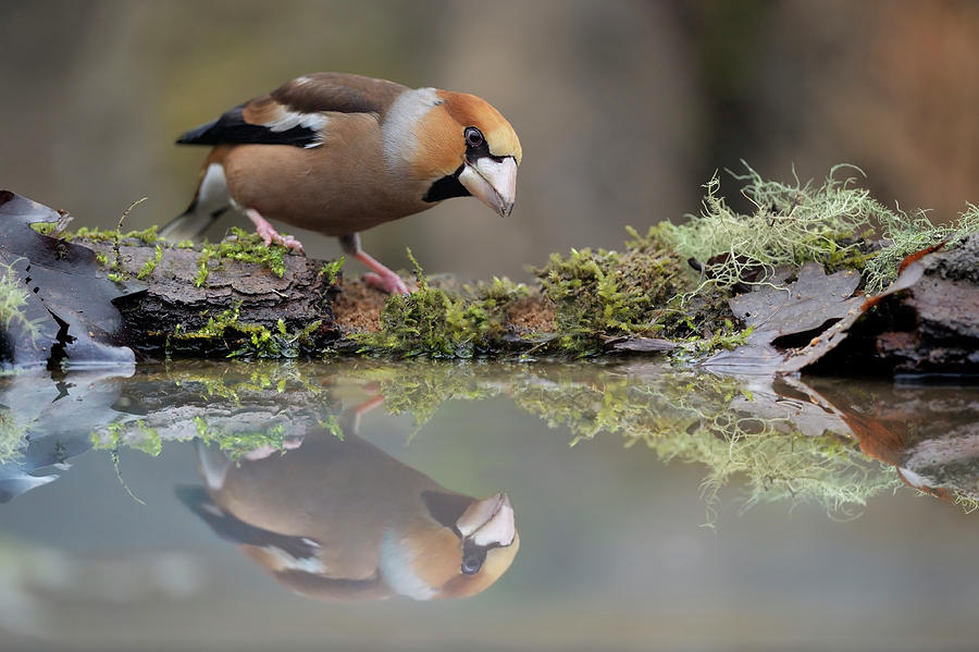 Hawfinch Photograph - Narcissus by Marco Pozzi