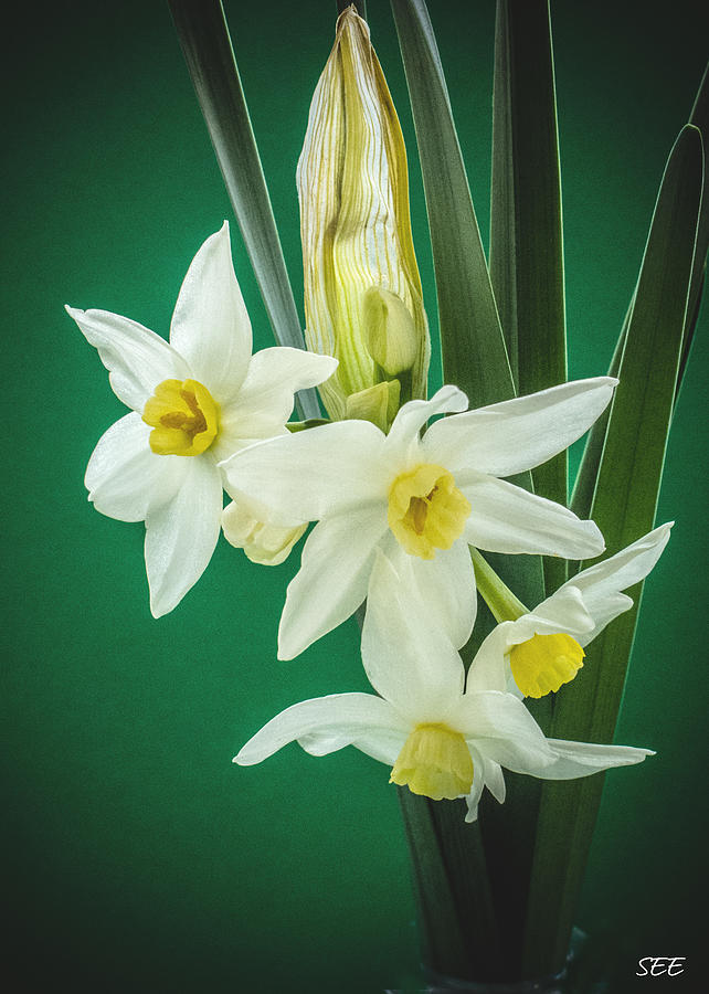 Narcissus on Green Photograph by Susan Eileen Evans