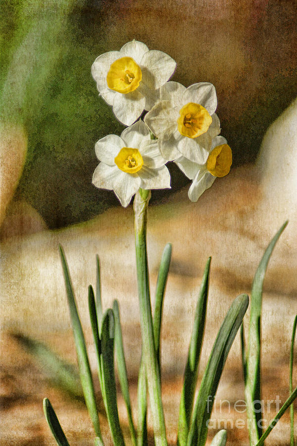 Narcissus Photograph by Peggy Hughes