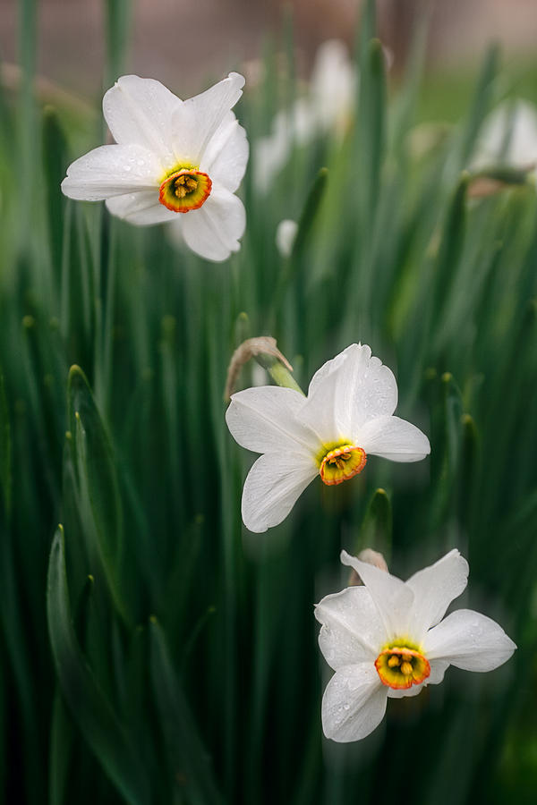 Spring Photograph - Narcissus poeticus in bloom by Cristina-Velina Ion