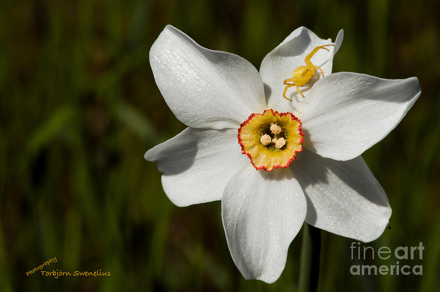 Narcissus poeticus Photograph by Torbjorn Swenelius